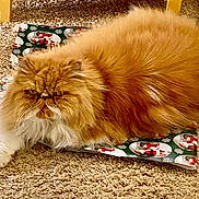 Jubilee is registered to the contest to win money with this photo: animal, carpet, cat, chair_leg, christmas_theme, cozy, feline, fluffy, fur, holiday, home, indoor, orange, persian_cat, pet, relaxed, sprawled, wall, white_paw, wrapping_paper