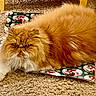animal, carpet, cat, chair_leg, christmas_theme, cozy, feline, fluffy, fur, holiday, home, indoor, orange, persian_cat, pet, relaxed, sprawled, wall, white_paw, wrapping_paper