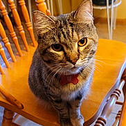 Amber joined the competition — help win amazing prizes! animal, cat, close_up, companion, curious, cute, domestic_animal, feline, fur, furniture, golden_eyes, household, indoor, pet, portrait, sitting, tabby_cat, warm_lighting, whiskers, wooden_chair