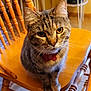 animal, cat, close_up, companion, curious, cute, domestic_animal, feline, fur, furniture, golden_eyes, household, indoor, pet, portrait, sitting, tabby_cat, warm_lighting, whiskers, wooden_chair