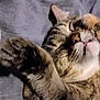 Amber is registered to the contest to win money with this photo: adorable, animal, blanket, cat, closeup, covering, cozy, cute, face, feline, fur, indoor, paws, pet, relaxed, resting, sleepy, soft, tabby, whiskers