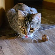 Amber joined the competition — help win amazing prizes! animal, brown, cat, closeup, crouching, curious, domestic_cat, ears, eyes, feline, floor, indoor, pet, playful, striped, tabby, tongue_out, toy, whiskers, wooden_floor