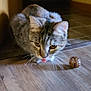 animal, brown, cat, closeup, crouching, curious, domestic_cat, ears, eyes, feline, floor, indoor, pet, playful, striped, tabby, tongue_out, toy, whiskers, wooden_floor