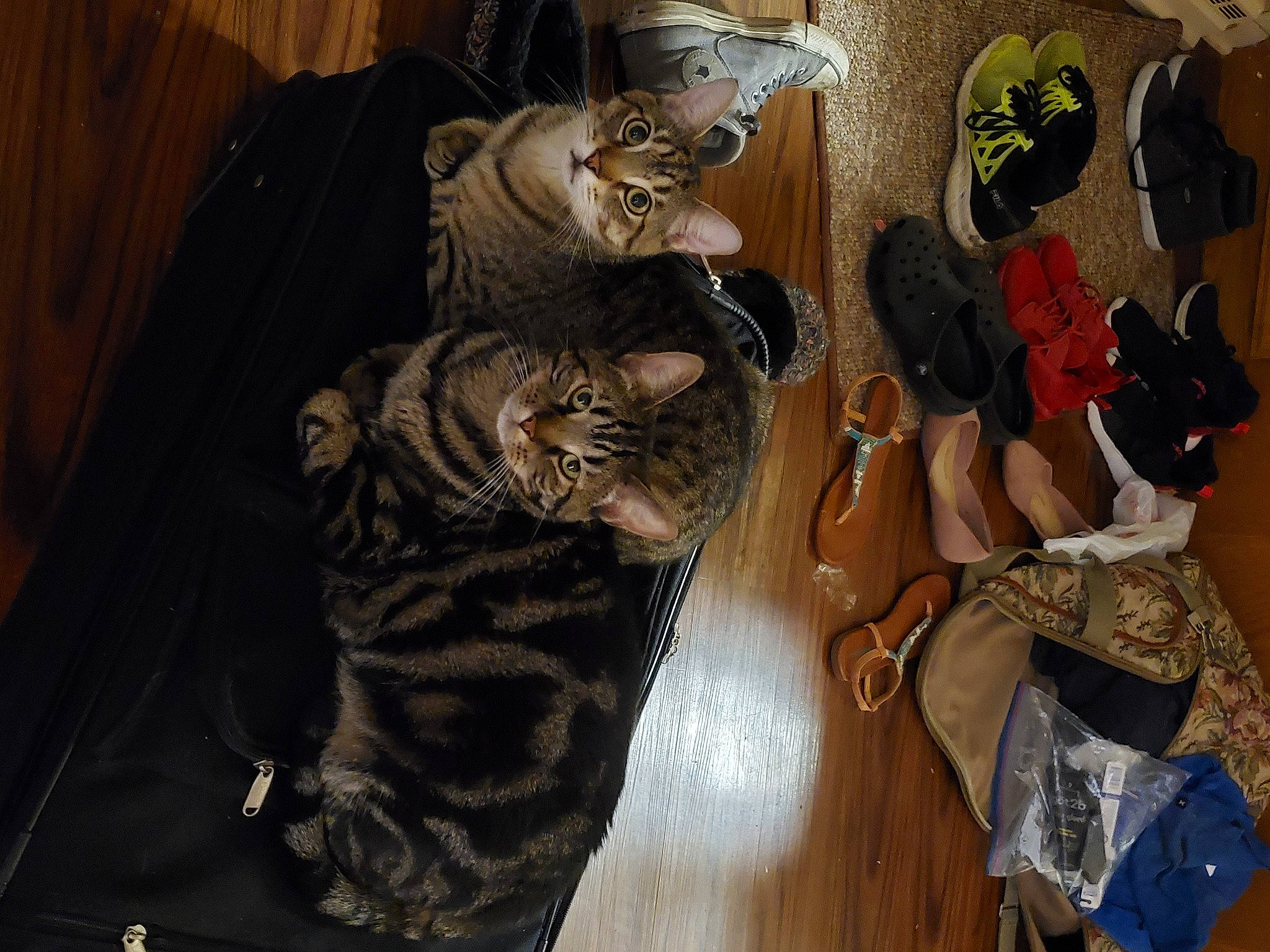 Claude is registered to the contest to win money with this photo: carnivore, cat, costume, felidae, fur, small_to_medium_sized_cats, tabby_cat, whiskers