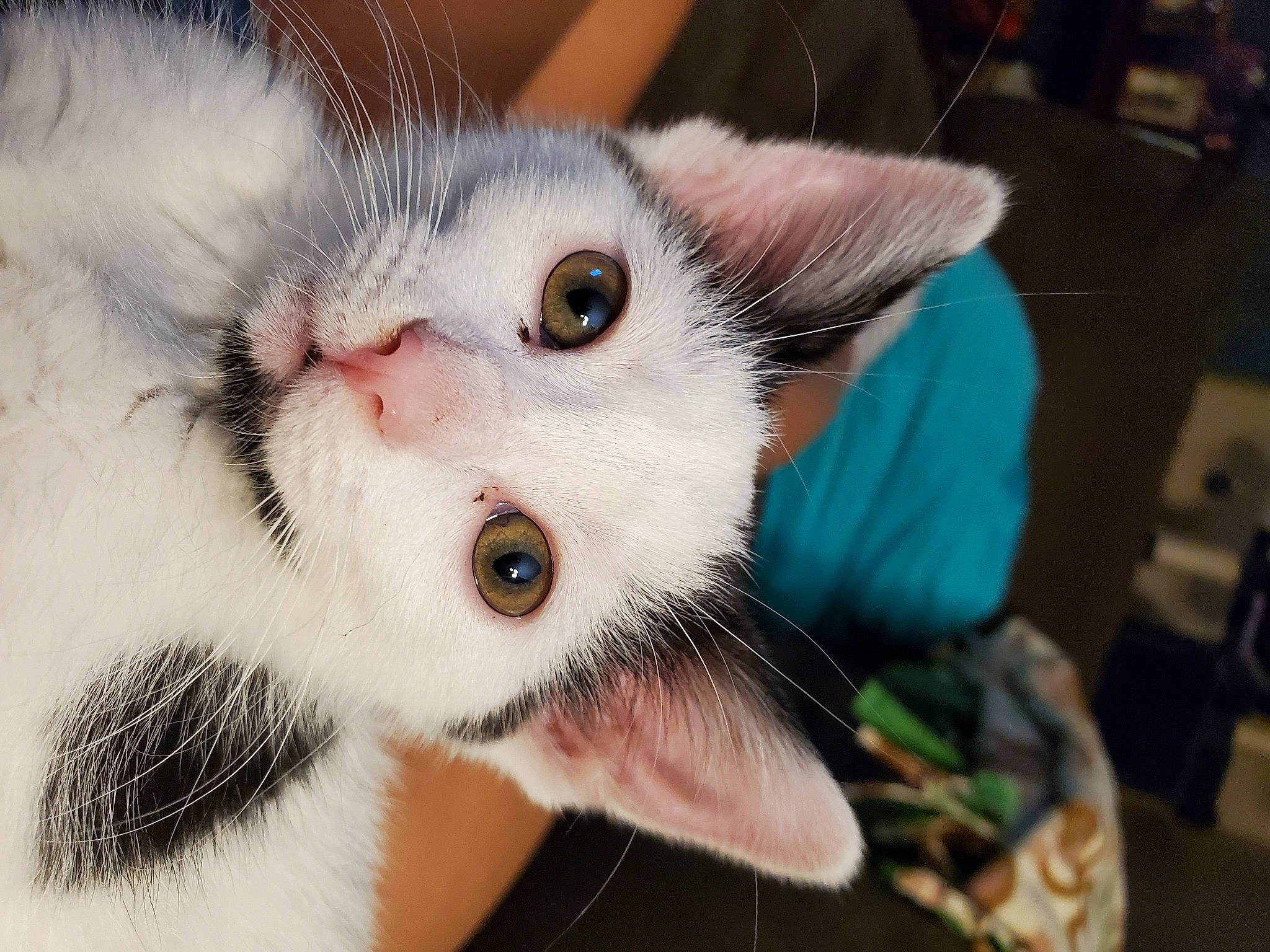 Claude is registered to the contest to win money with this photo: aegean_cat, american_curl, american_shorthair, american_wirehair, asian, carnivore, cat, domestic_short_haired_cat, ear, european_shorthair, eye, felidae, fur, iris, kitten, nose, small_to_medium_sized_cats, snout, turkish_van, whiskers