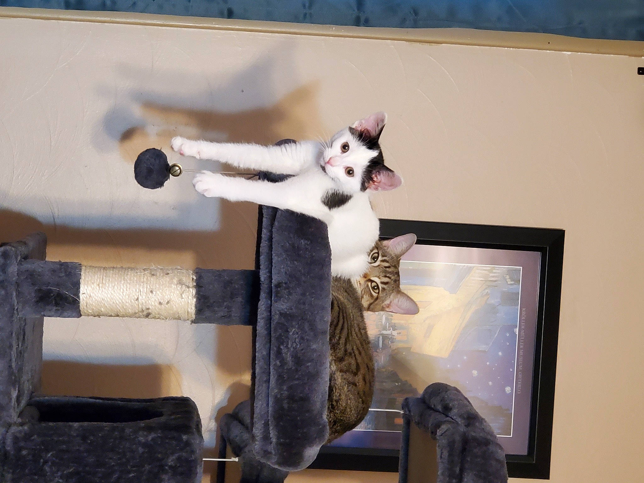 Claude joined the competition — help win amazing prizes! canidae, carnivore, cat, felidae, fur, small_to_medium_sized_cats, tail, whiskers