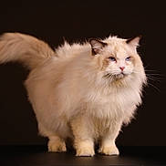 Berry a rejoint le concours — aidez-le/la à gagner de superbes lots ! cat, fluffy, long_hair, blue_eyes, whiskers, tail, paws, fur, studio, portrait, black_background, feline, pet, animal, domestic_cat, looking, standing, closeup, photography, regal