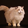 cat, fluffy, long_hair, blue_eyes, whiskers, tail, paws, fur, studio, portrait, black_background, feline, pet, animal, domestic_cat, looking, standing, closeup, photography, regal