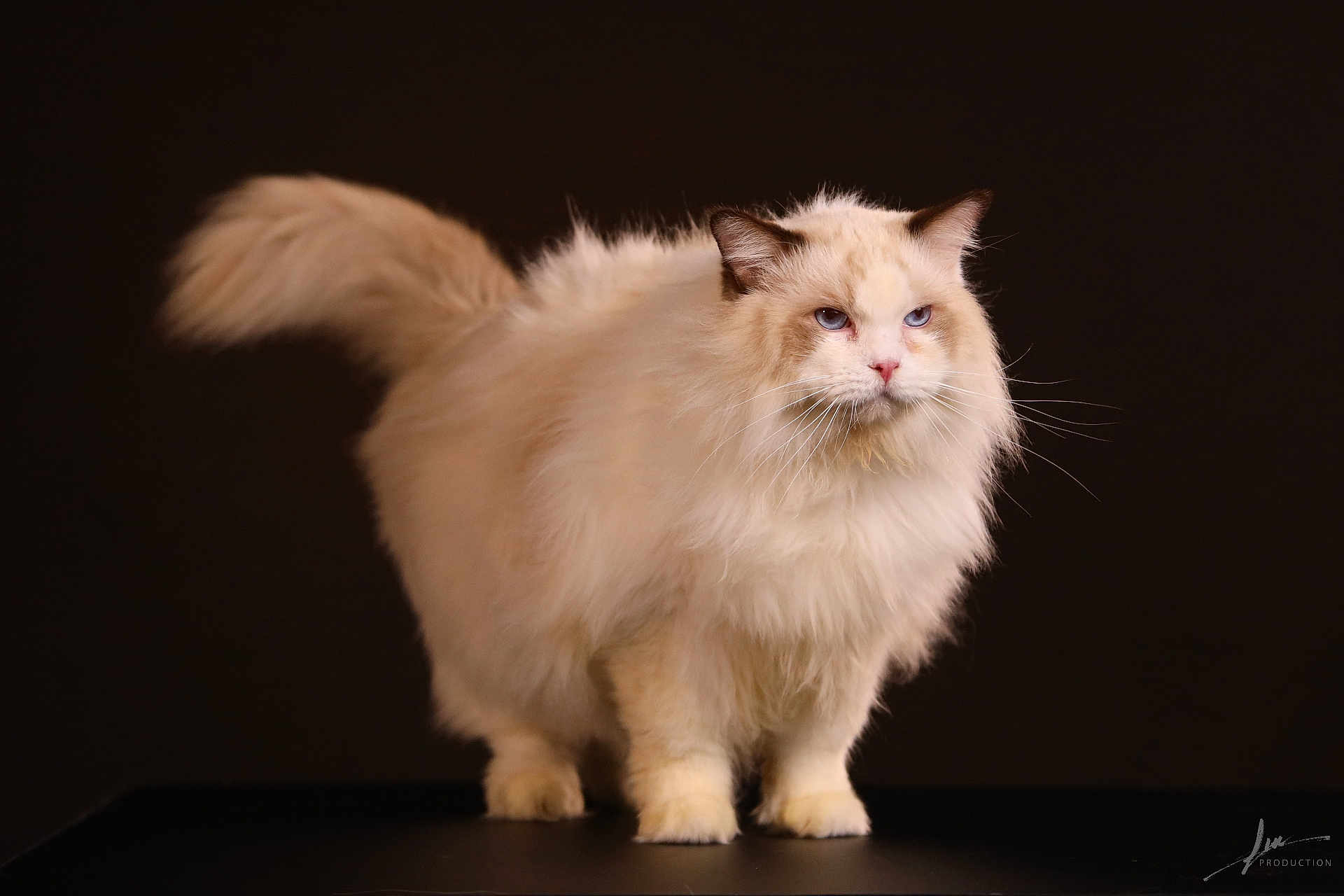 Berry a rejoint le concours — aidez-le/la à gagner de superbes lots ! cat, fluffy, long_hair, blue_eyes, whiskers, tail, paws, fur, studio, portrait, black_background, feline, pet, animal, domestic_cat, looking, standing, closeup, photography, regal