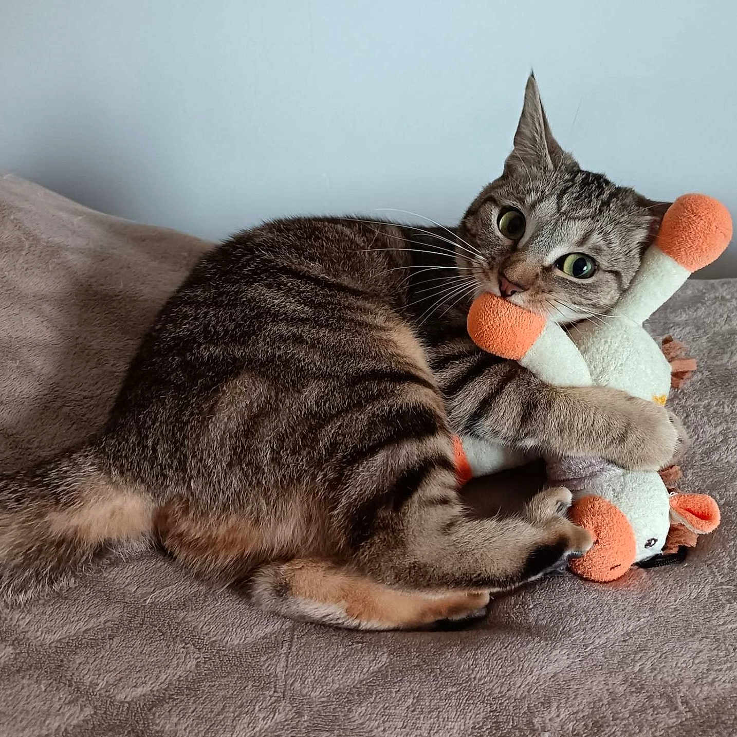 Vanille participe au concours pour gagner de l'argent avec cette photo : cat, tabby_cat, plush_toy, toy, orange, white, bed, blanket, feline, pet, indoor, cute, playful, resting, fur, whiskers, animal, cozy, claws, lying_down