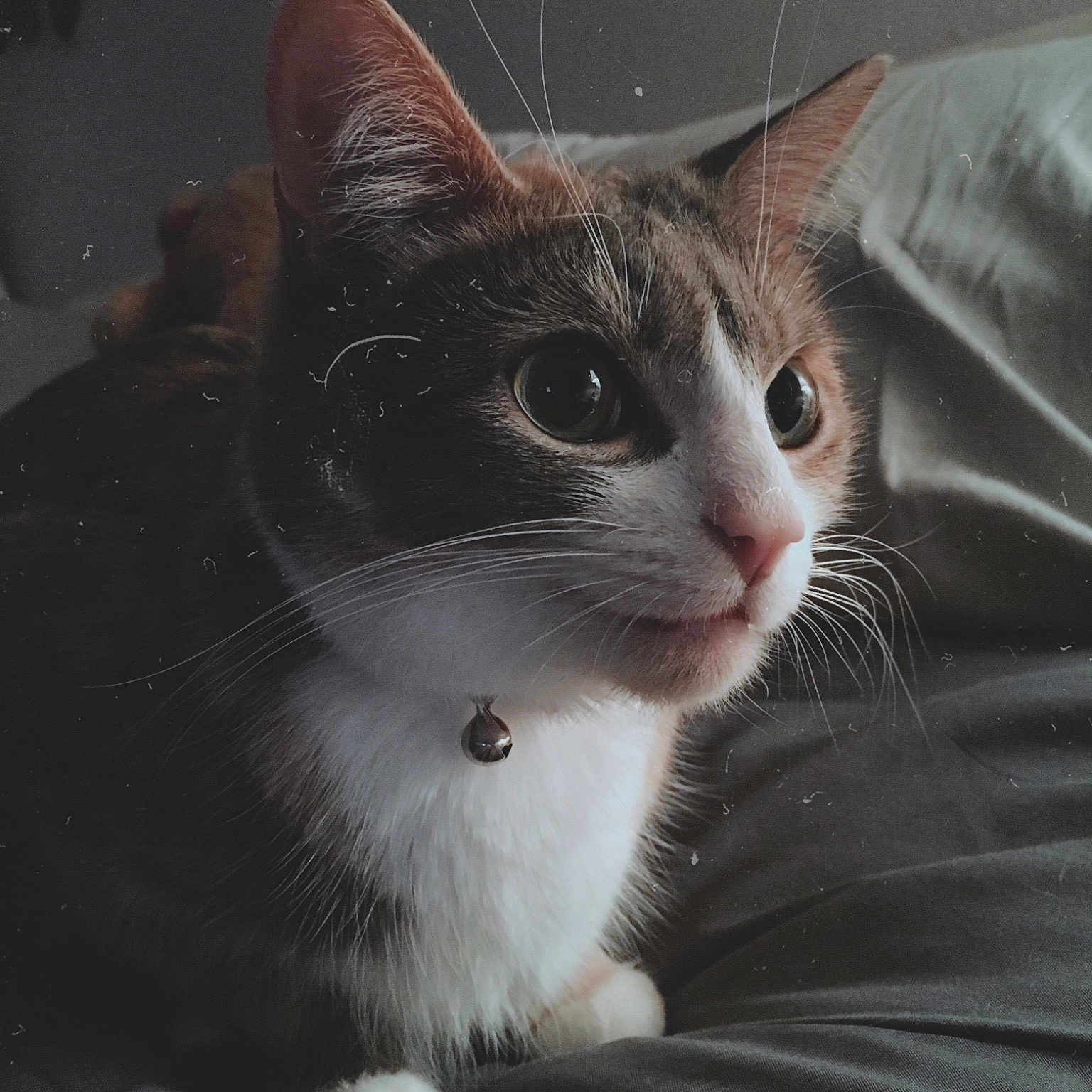 Bella joined the competition — help win amazing prizes! aegean_cat, american_wirehair, cat, cat_like_mammal, domestic_short_haired_cat, european_shorthair, eye, fauna, fur, kitten, small_to_medium_sized_cats, snout, whiskers