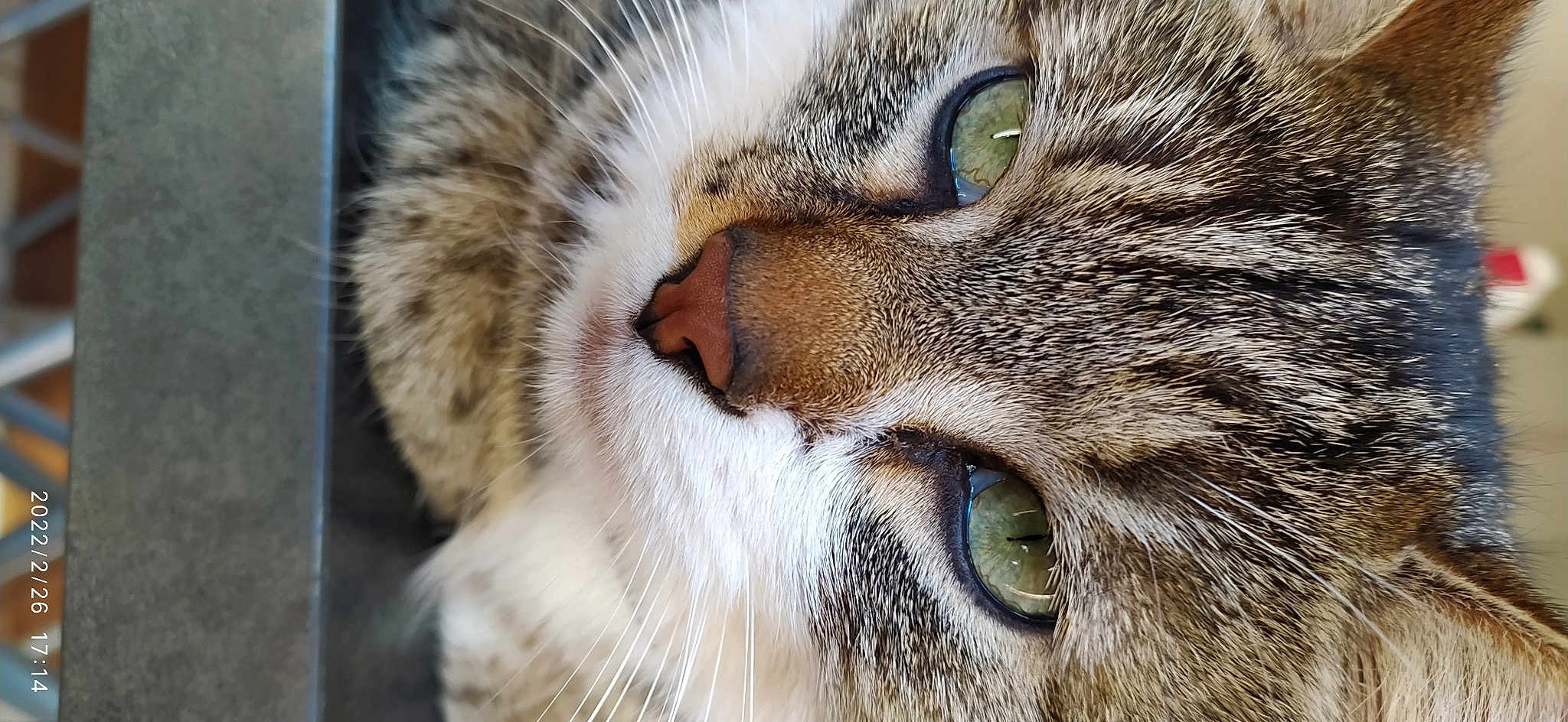 Cesar