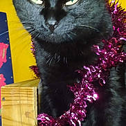 Pepette a rejoint le concours — aidez-le/la à gagner de superbes lots ! black_cat, cat, tinsel, purple_tinsel, wooden_surface, indoor, pet, feline, animal, close_up, festive, decoration, ears, whiskers, sitting, yellow_background, eyes, fur, portrait, holiday