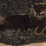 Pepette a rejoint le concours — aidez-le/la à gagner de superbes lots ! black_cat, blanket, cat, chair, closeup, cozy, domestic_animal, eyes, fur, fur_texture, furniture, indoor, lounging, low_light, napping, paw, pet, portrait, sleepy, whiskers