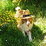 dog, grass, hat, yellow_flowers, sunlight, outdoor, pet, nature, greenery, canine, flora, summer, relaxation, animal, leaves, shadows, playful, portrait, fluffy, stray_light