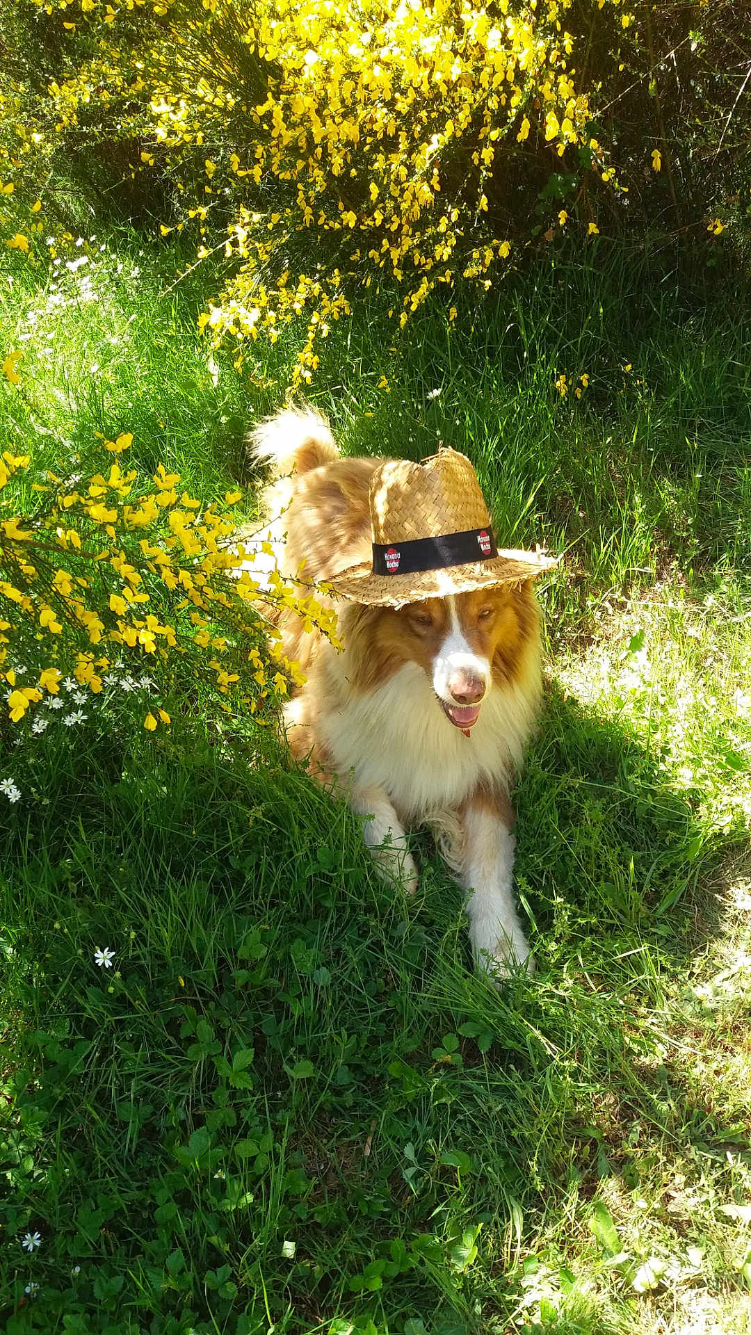 Moody participe au concours pour gagner de l'argent avec cette photo : dog, grass, hat, yellow_flowers, sunlight, outdoor, pet, nature, greenery, canine, flora, summer, relaxation, animal, leaves, shadows, playful, portrait, fluffy, stray_light