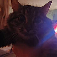 Bratislava participe au concours pour gagner de l'argent avec cette photo : animal, blurry, cat, close_up, cozy, curiosity, curious, ears, face, feline, fireplace, furniture, home, indoor, living_room, pet, soft_light, tabby, warm, whiskers