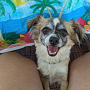 Mookie is registered to the contest to win money with this photo: background, closeup, colorful, dog, ears, face, floor, flower, fur, happy, legs, outdoor, person, pet, plant, skin, smiling, tongue, tropical, wood