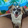 background, closeup, colorful, dog, ears, face, floor, flower, fur, happy, legs, outdoor, person, pet, plant, skin, smiling, tongue, tropical, wood