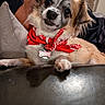 Mookie joined the competition — help win amazing prizes! animal, bandana, bone_shaped_tag, close_up, cushion, cute, dog, ears, friendly, fur, indoor, leather_surface, looking_at_camera, lying_down, person_arm, pet, red_bandana, small_dog, tag, whiskers