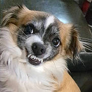 Mookie is registered to the contest to win money with this photo: dog, small_dog, close_up, teeth, grin, fur, brown_fur, white_fur, black_nose, whiskers, ears, pet, animal, indoor, leather, seat, cute, expression, face, mischievous