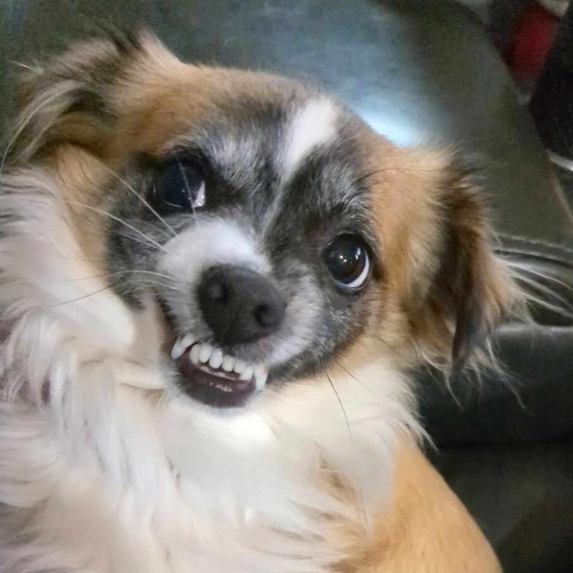 Mookie is registered to the contest to win money with this photo: dog, small_dog, close_up, teeth, grin, fur, brown_fur, white_fur, black_nose, whiskers, ears, pet, animal, indoor, leather, seat, cute, expression, face, mischievous