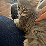 kitten, gray_fur, pet, lap, hand, indoor, feline, whiskers, close_up, blurred_background, soft_fur, domestic_animal, cute, young_animal, resting, comfort, casual, human_interaction, animal_portrait, cozy