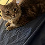 Eros joined the competition — help win amazing prizes! cat, tabby_cat, bed, bedspread, feline, pet, indoor, fur, whiskers, animal, resting, curious, cozy, domestic, household, laying, cute, mammal, looking, relaxed