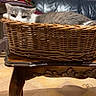 Chou a rejoint le concours — aidez-le/la à gagner de superbes lots ! cat, basket, table, wooden_table, furniture, indoor, living_room, plant, leather_couch, gray_cat, white_cat, pet, relaxed, cozy, resting, floor_tiles, decor, houseplant, home, sleepy
