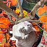 Chou a rejoint le concours — aidez-le/la à gagner de superbes lots ! cat, green_eyes, autumn_leaves, orange_leaves, tree_branches, plant_pot, outdoor, fall_season, nature, pet, feline, curious, looking_up, leaf_litter, garden, animal, close_up, colorful, seasonal, whiskers