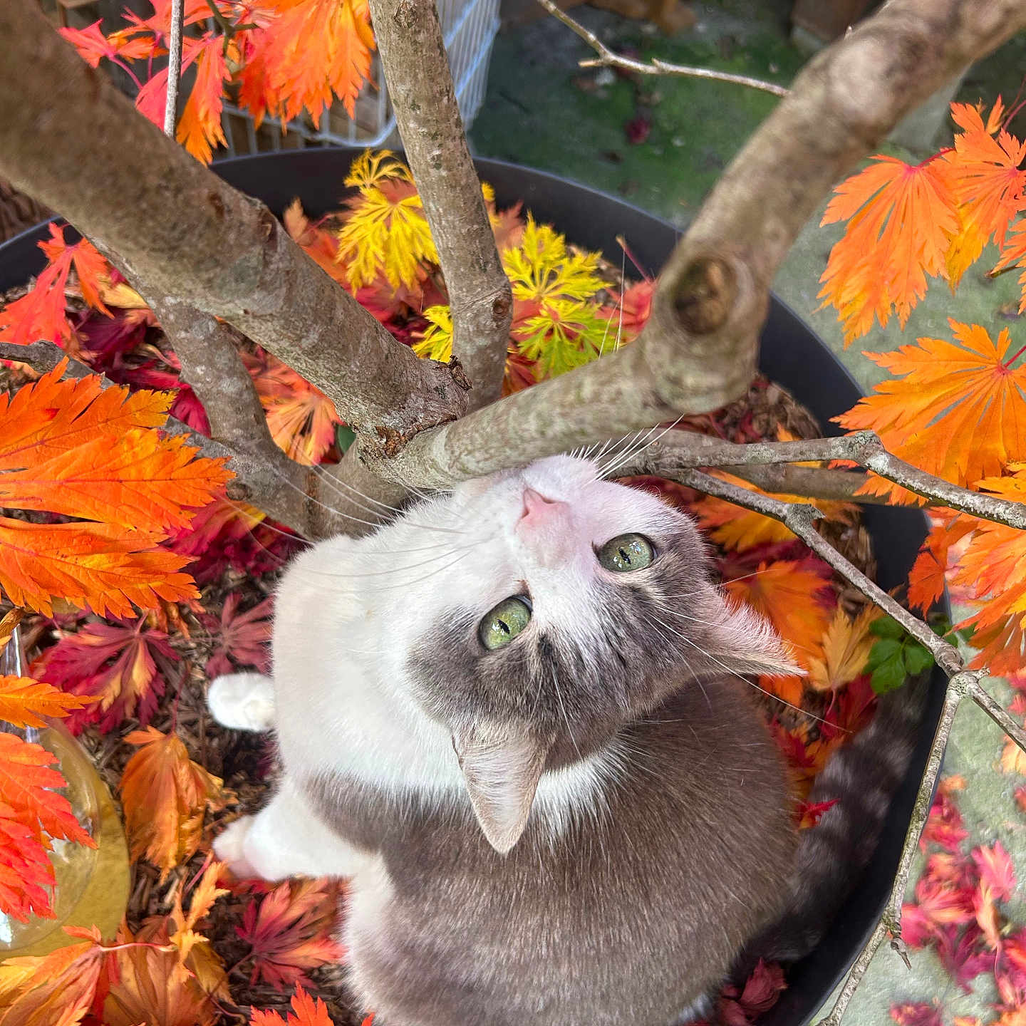 Chou a rejoint le concours — aidez-le/la à gagner de superbes lots ! cat, green_eyes, autumn_leaves, orange_leaves, tree_branches, plant_pot, outdoor, fall_season, nature, pet, feline, curious, looking_up, leaf_litter, garden, animal, close_up, colorful, seasonal, whiskers