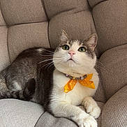 Chou participe au concours pour gagner de l'argent avec cette photo : cat, yellow_bow, pet, feline, indoor, chair, plush, tufted, beige, curious, whiskers, paws, relaxed, cute, domestic_animal, portrait, animal, fur, green_eyes, resting