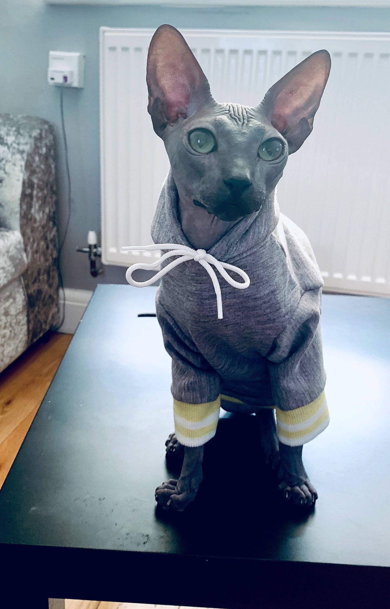 Gigi joined the competition — help win amazing prizes! american_hairless_terrier, canidae, carnivore, cat, donskoy, felidae, mammal, small_to_medium_sized_cats, snout, sphynx, vertebrate