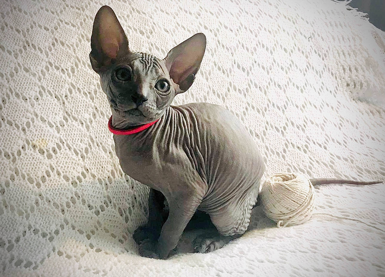 Gigi is registered to the contest to win money with this photo: carnivore, cat, cornish_rex, devon_rex, donskoy, felidae, kitten, mammal, peterbald, rex_cat, small_to_medium_sized_cats, snout, sphynx, ukrainian_levkoy, vertebrate, whiskers