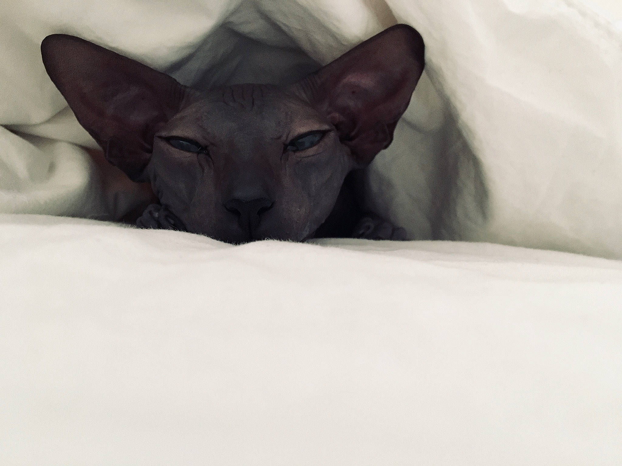 Gigi is registered to the contest to win money with this photo: carnivore, cat, cornish_rex, devon_rex, donskoy, felidae, kitten, mammal, oriental_longhair, oriental_shorthair, peterbald, rex_cat, small_to_medium_sized_cats, sphynx, vertebrate, whiskers