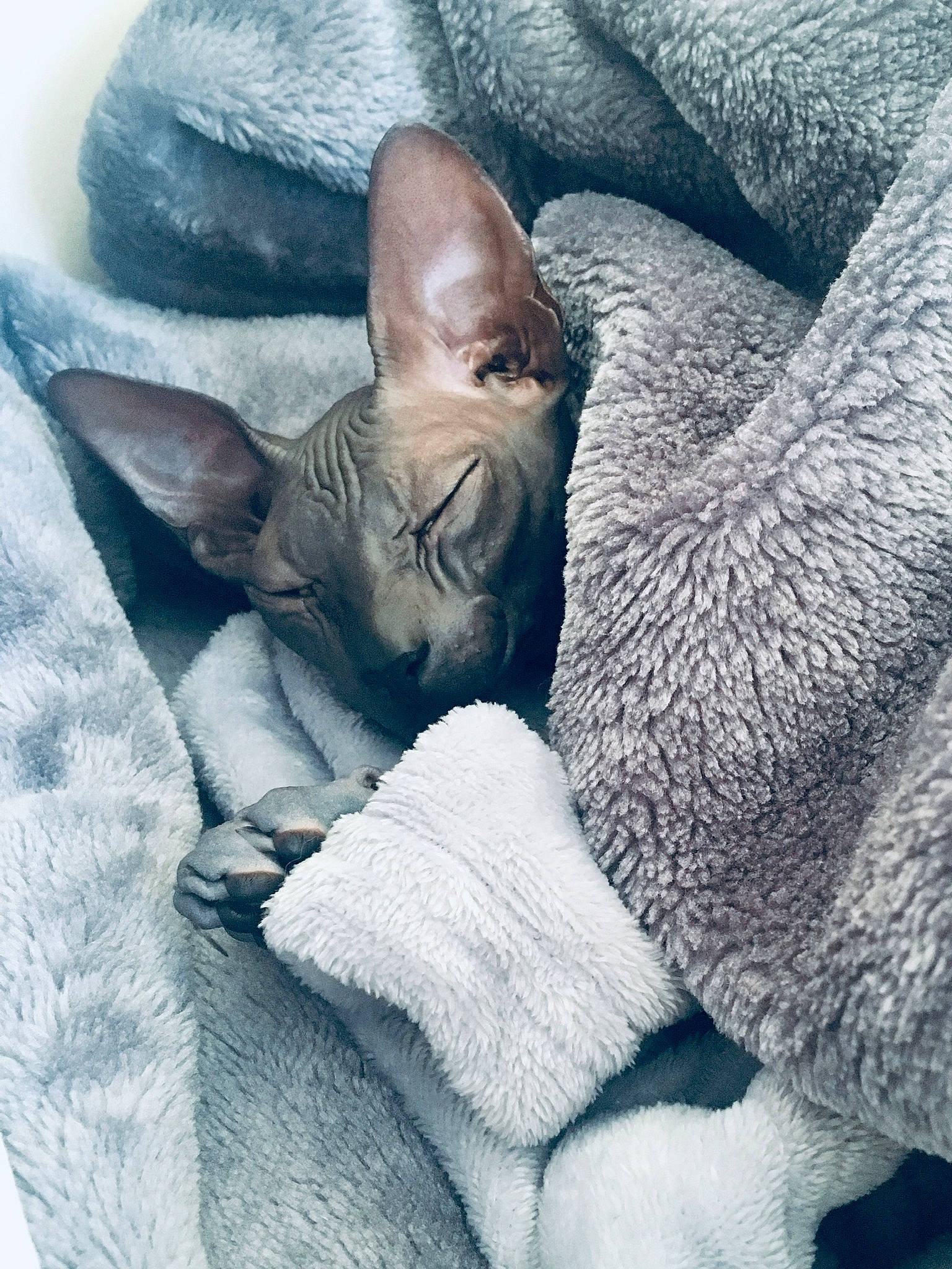Gigi joined the competition — help win amazing prizes! american_hairless_terrier, carnivore, cat, comfort, cornish_rex, devon_rex, donskoy, fawn, felidae, mammal, nap, peterbald, russian_blue, small_to_medium_sized_cats, sphynx, ukrainian_levkoy