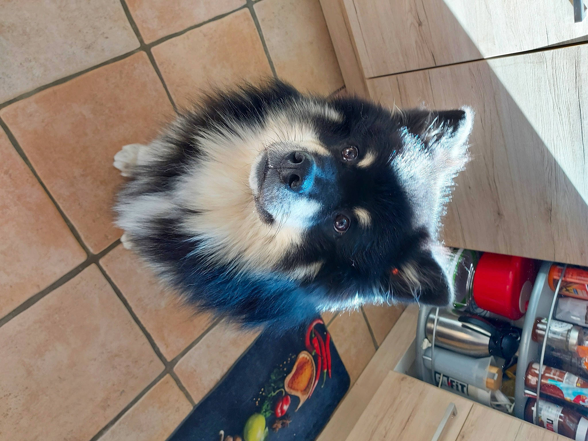 Loki participe au concours pour gagner de l'argent avec cette photo : canidae, carnivore, cat, claw, companion_dog, dog_breed, electric_blue, felidae, flooring, fur, hardwood, paw, small_to_medium_sized_cats, snout, tail, terrestrial_animal, tile_flooring, whiskers, wood