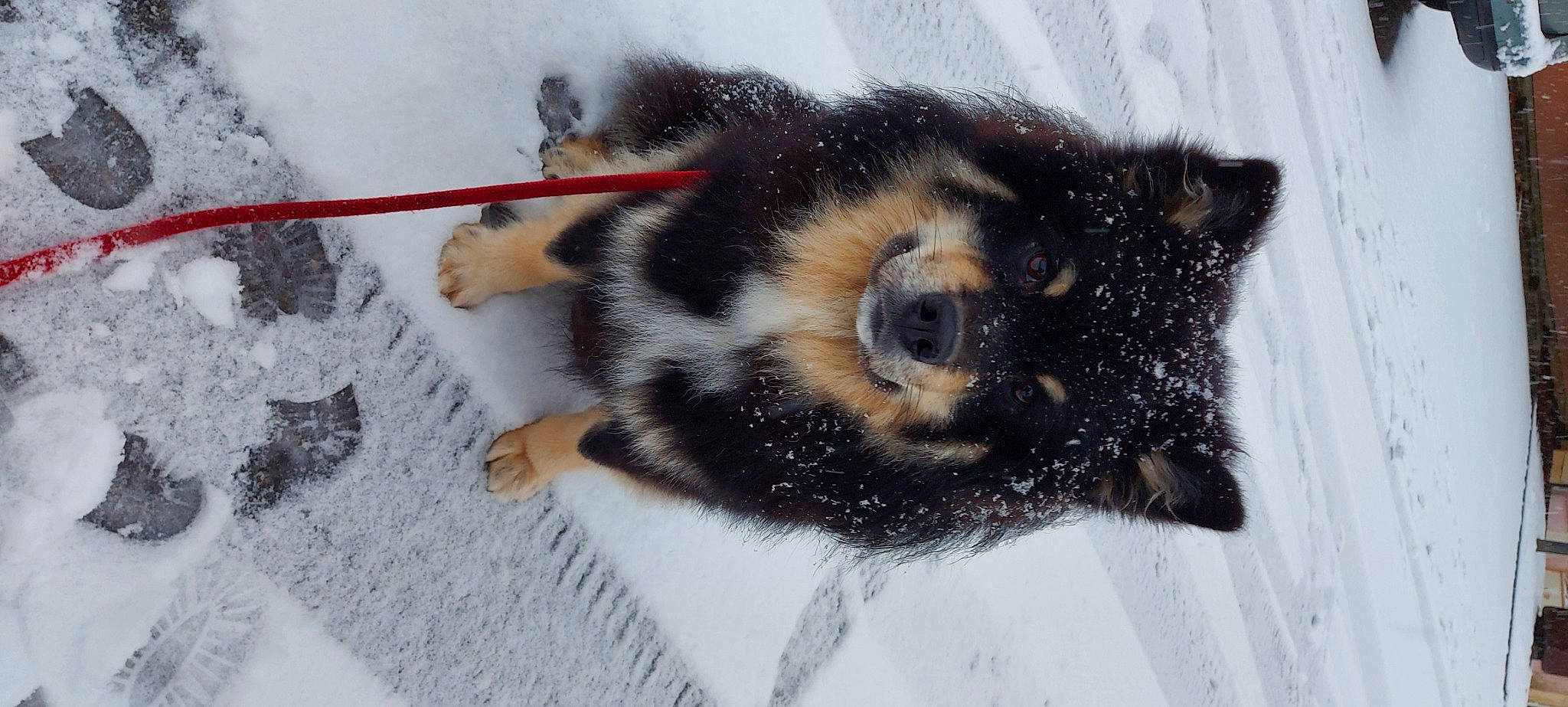 Loki participe au concours pour gagner de l'argent avec cette photo : arthropod, bear, canidae, carnivore, claw, dog_breed, freezing, fur, paw, pollinator, snout, snow, sporting_group, tail, terrestrial_animal, vertebrate, whiskers, wildlife, winter, working_dog