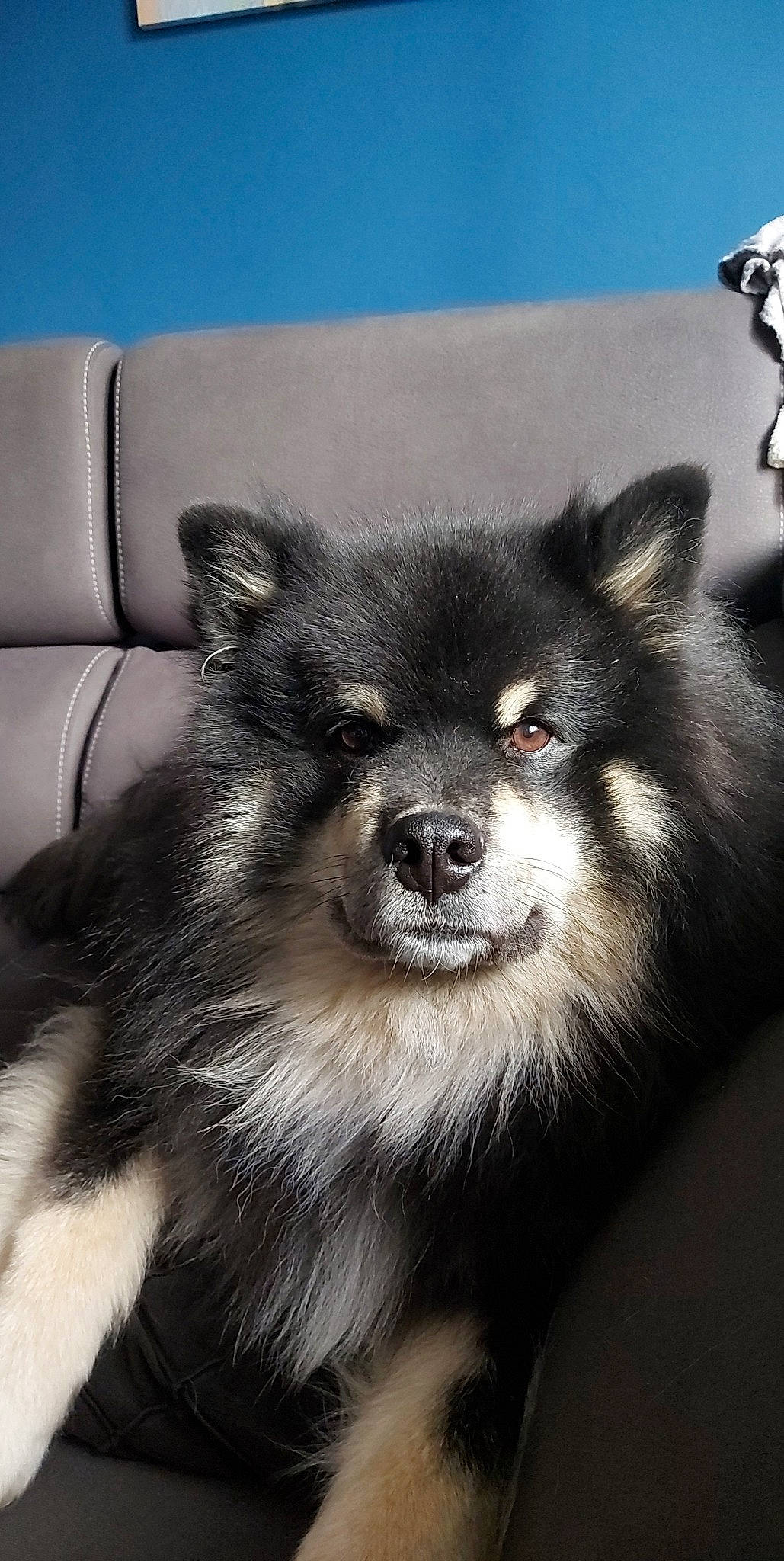 Loki participe au concours pour gagner de l'argent avec cette photo : ancient_dog_breeds, canidae, carnivore, companion_dog, couch, dog, dog_breed, fur, monochrome, monochrome_photography, non_sporting_group, snout, sporting_group, terrestrial_animal, toy_dog, whiskers, working_animal, working_dog