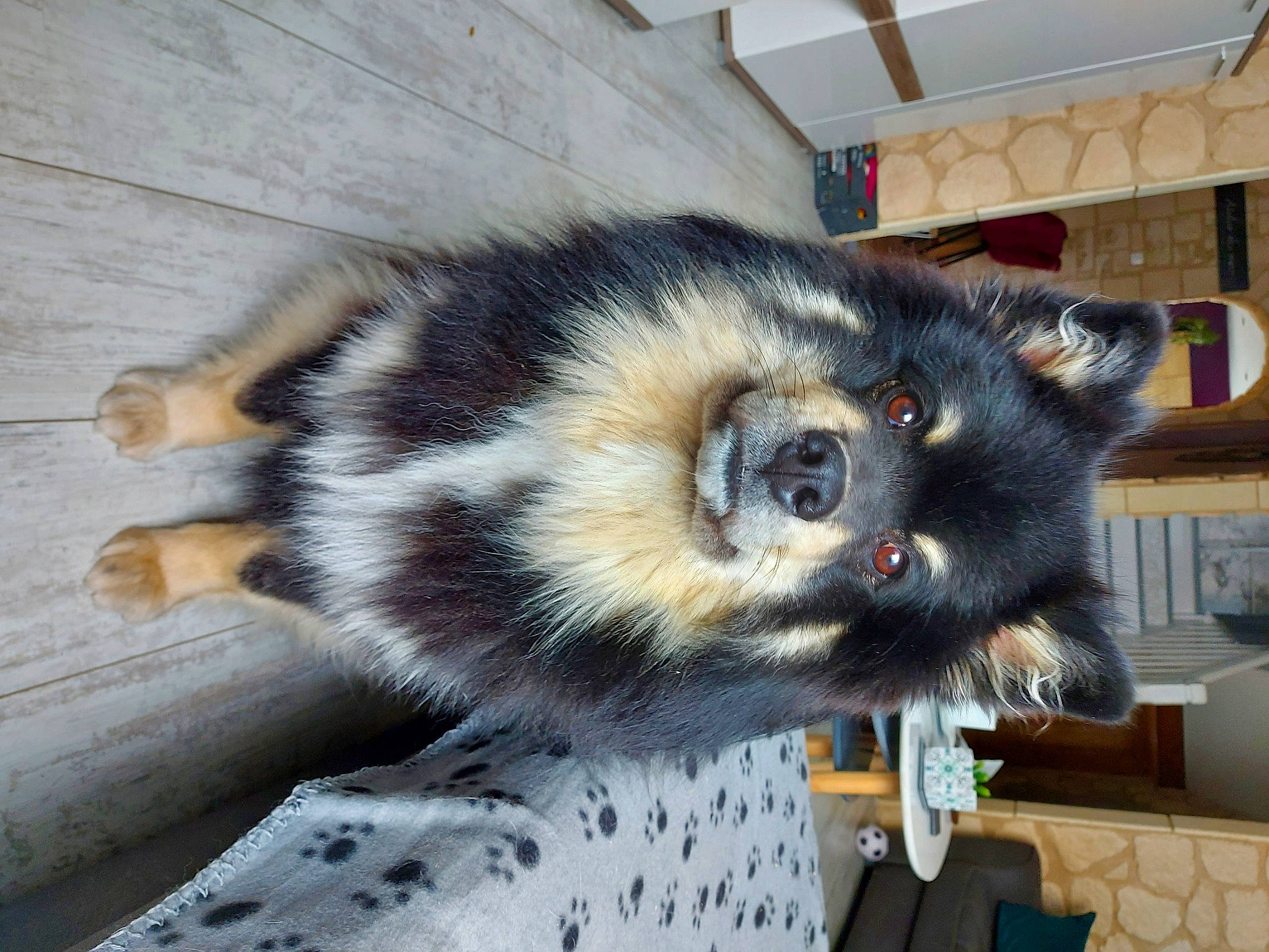 Loki participe au concours pour gagner de l'argent avec cette photo : canidae, carnivore, claw, companion_dog, dog, dog_breed, domestic_short_haired_cat, felidae, fur, procyonidae, small_to_medium_sized_cats, snout, sporting_group, tail, terrestrial_animal, whiskers, wildlife