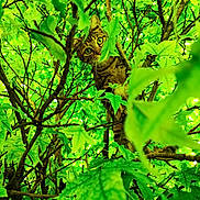 Cookie participe au concours pour gagner de l'argent avec cette photo : animal, branch, camouflage, cat, climbing, curious, cute, eyes, feline, forest, green, leaf, mammal, nature, outdoor, pet, plant, tabby_cat, tree, wildlife