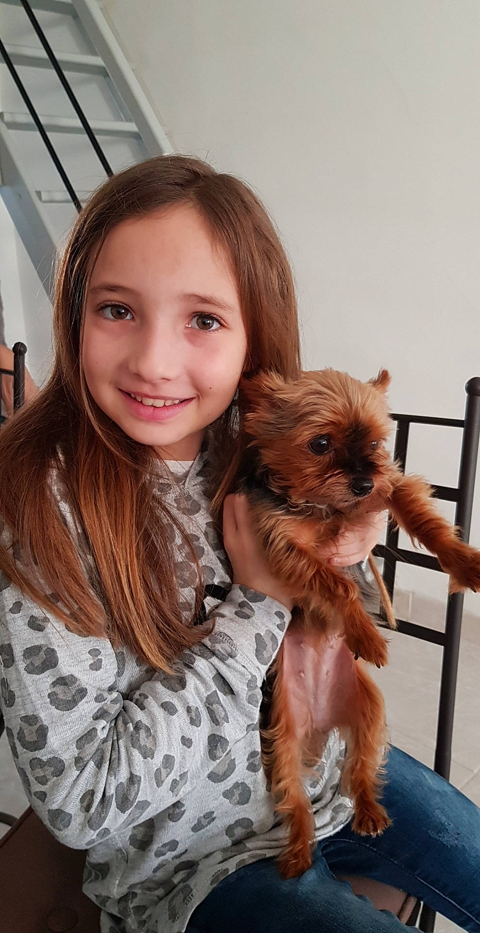 Louna a rejoint le concours — aidez-le/la à gagner de superbes lots ! canidae, carnivore, companion_dog, dog, dog_breed, fawn, griffon_bruxellois, joy, liver, maltepoo, mammal, morkie, norwich_terrier, person, puppy, skin, small_terrier, sporting_group, terrier, toy_dog