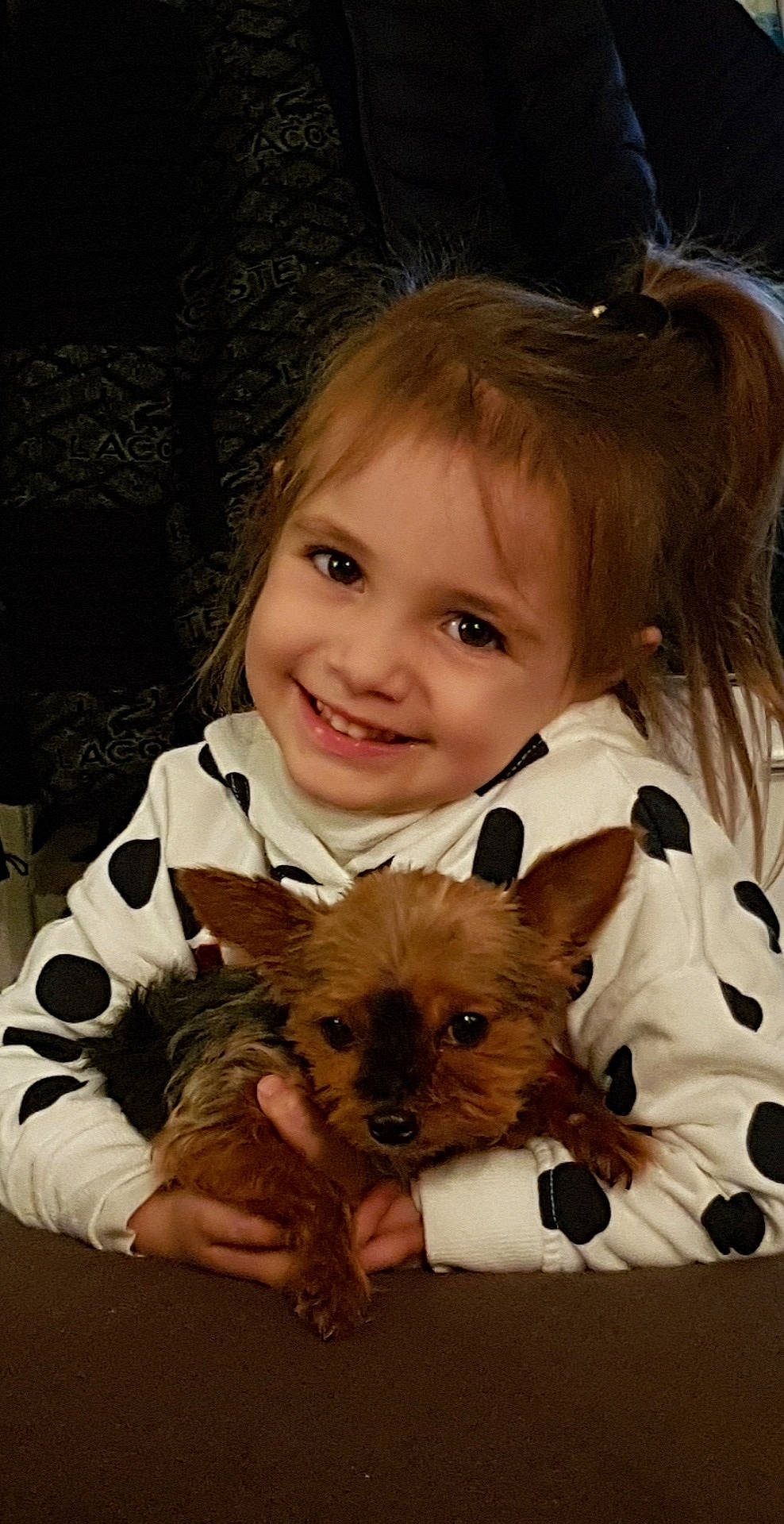 Leyna a rejoint le concours — aidez-le/la à gagner de superbes lots ! canidae, carnivore, chihuahua, companion_dog, dog, dog_breed, fawn, joy, mammal, morkie, norwich_terrier, person, puppy, puppy_love, skin, smile, toy_dog, yorkshire_terrier