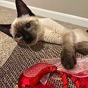 Perseus joined the competition — help win amazing prizes! cat, siamese, kitten, toy_bird, feathers, scratching_pad, paw, ears, whiskers, close_up, indoor, carpet, wall, pet, playful, portrait, fuzzy, red_toy, relaxed, mammal