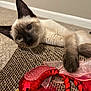cat, siamese, kitten, toy_bird, feathers, scratching_pad, paw, ears, whiskers, close_up, indoor, carpet, wall, pet, playful, portrait, fuzzy, red_toy, relaxed, mammal
