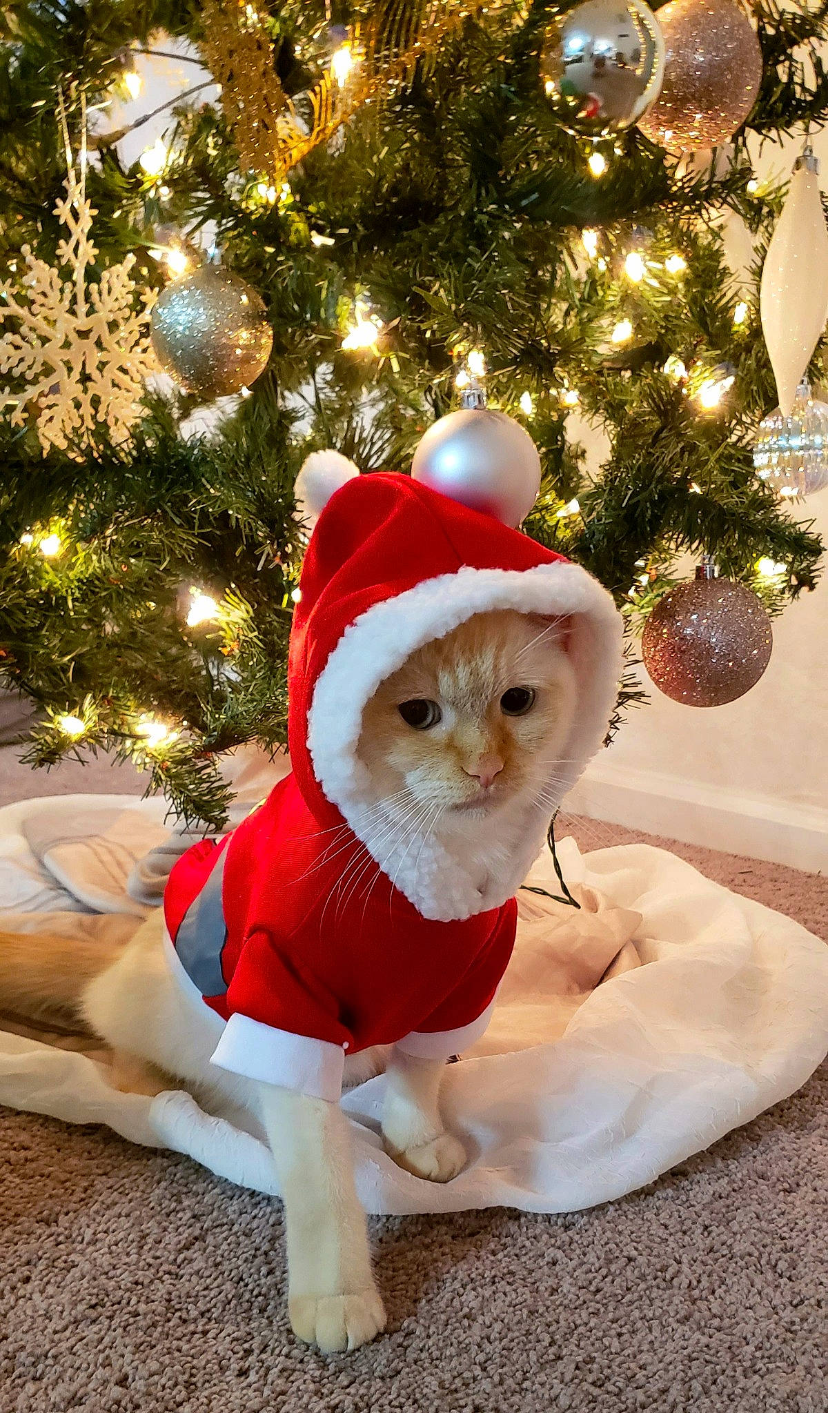 Chino is registered to the contest to win money with this photo: carnivore, cat, christmas, christmas_decoration, christmas_eve, christmas_ornament, christmas_tree, dog_clothes, event, fawn, felidae, fictional_character, fur, holiday, holiday_ornament, interior_design, plant, santa_claus, small_to_medium_sized_cats, tree