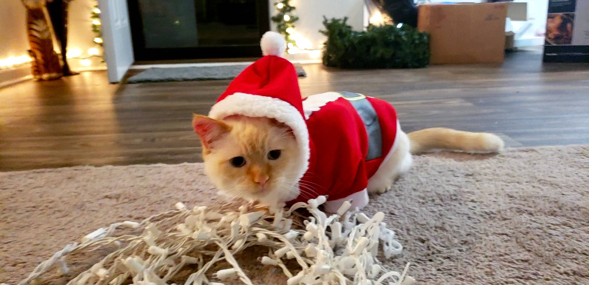 Chino is registered to the contest to win money with this photo: carnivore, cat, christmas, christmas_eve, colorpoint_shorthair, dog_clothes, fawn, felidae, fictional_character, fur, kitten, mammal, paw, ragdoll, santa_claus, small_to_medium_sized_cats, whiskers