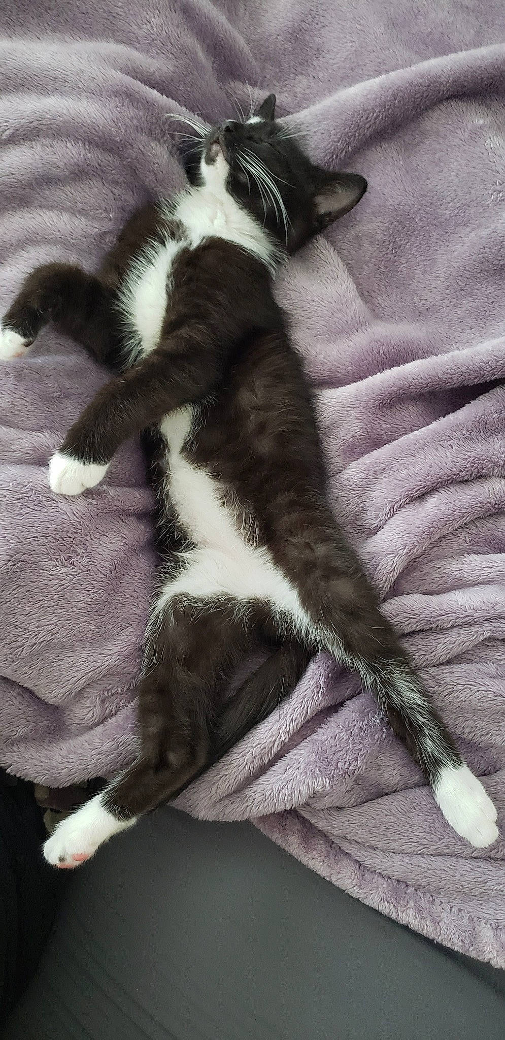 Bentley is registered to the contest to win money with this photo: carnivore, cat, claw, felidae, fur, kitten, paw, polydactyl_cat, small_to_medium_sized_cats, tail, whiskers