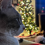 Binkys joined the competition — help win amazing prizes! animal, blanket, bokeh, cat, christmas_tree, close_up, cozy, decorations, festive, fur, holiday, home, indoor, lights, pet, profile, relaxing, soft, warm_lighting, whiskers