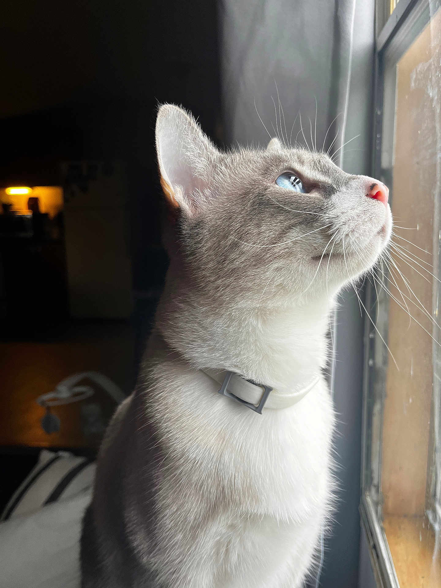 Binkys is registered to the contest to win money with this photo: cat, blue_eyes, whiskers, window, natural_light, indoor, pet, fur, profile, collar, domestic_animal, looking_out, soft_light, close_up, quiet, contemplative, animal_portrait, feline, household, calm